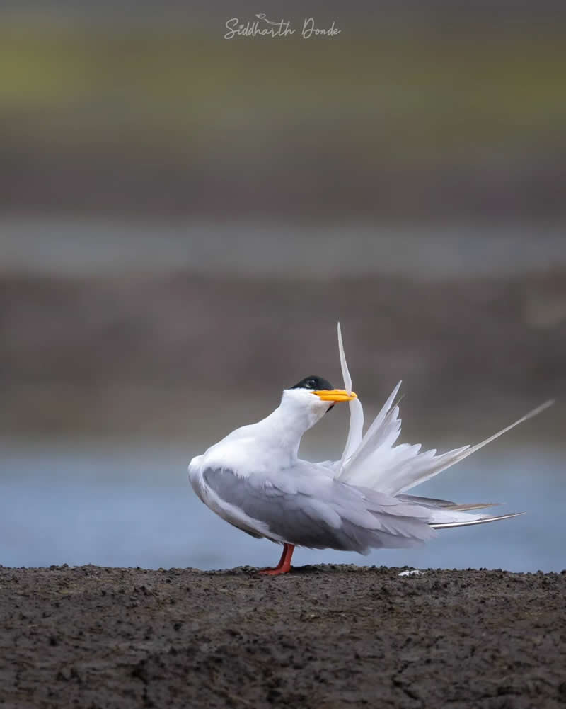 Indian Bird Photography by Siddharth Donde