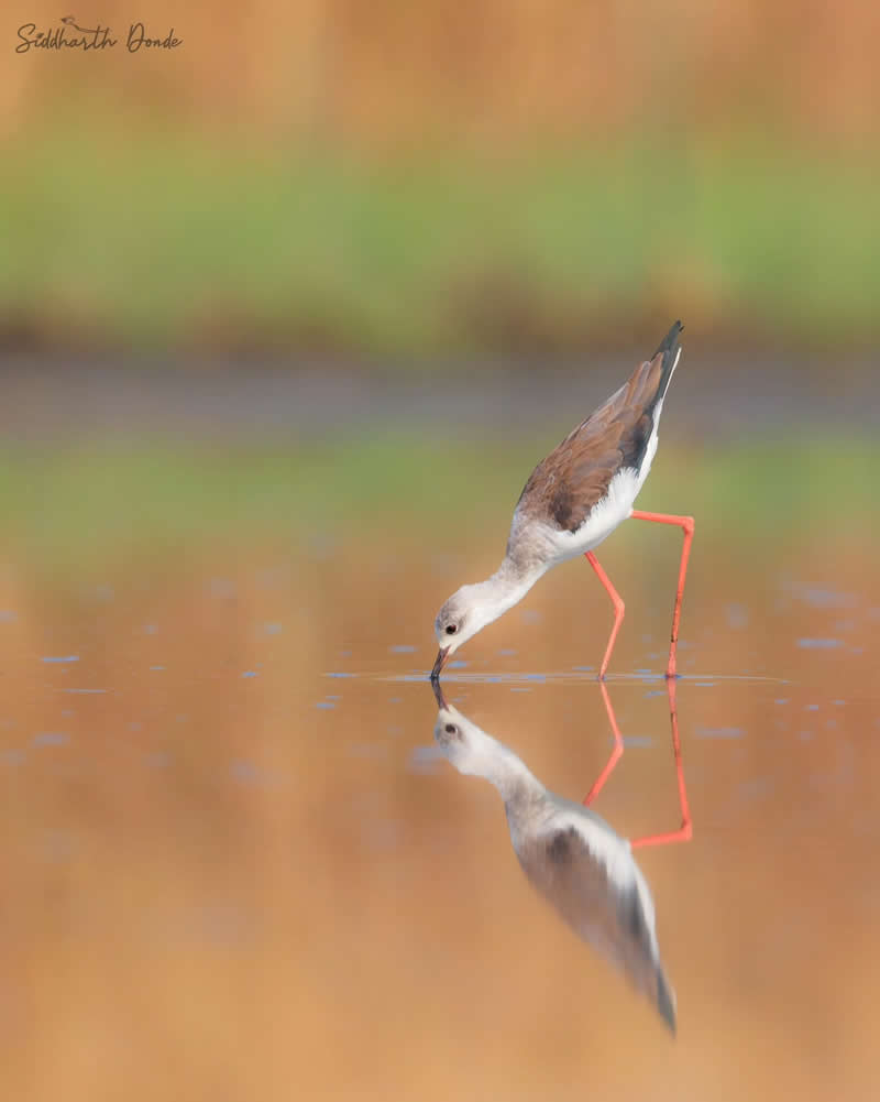 Indian Bird Photography by Siddharth Donde