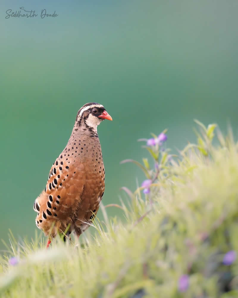 Indian Bird Photography by Siddharth Donde