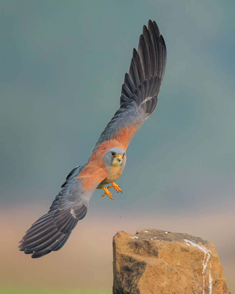 Indian Bird Photography by Siddharth Donde