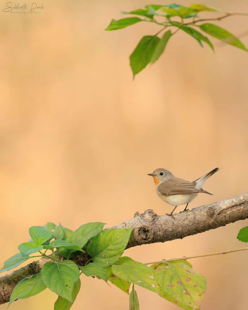 Indian Bird Photography by Siddharth Donde