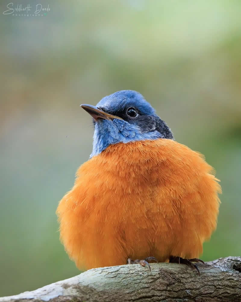 Indian Bird Photography by Siddharth Donde