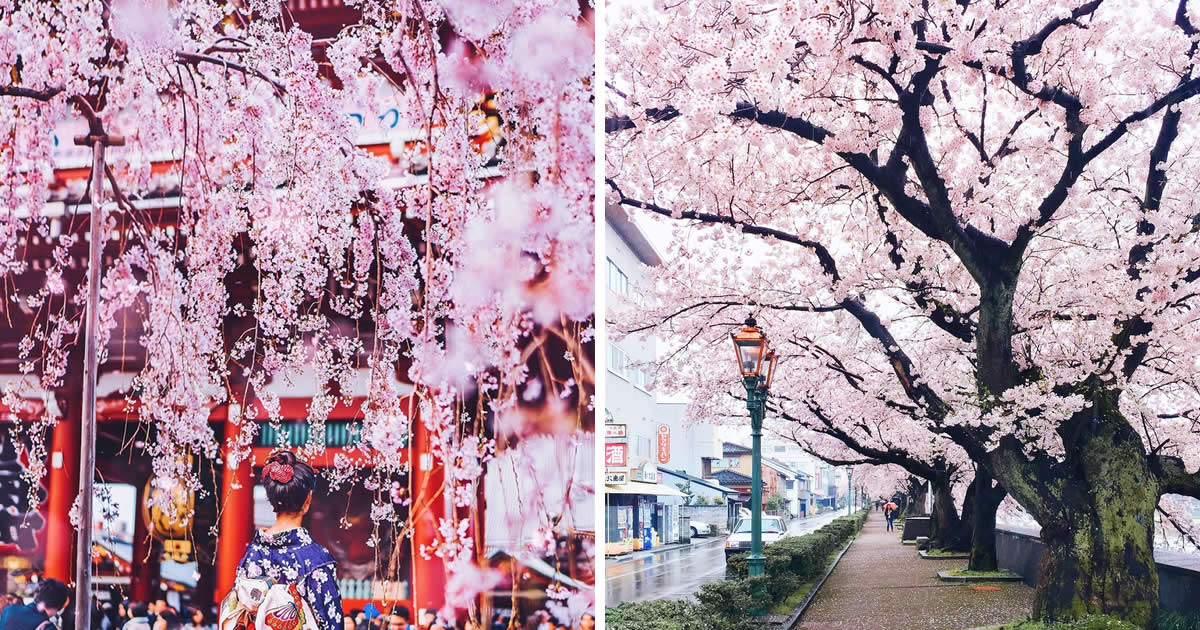 25 Enchanting Cherry Blossom Photos That Capture Japan’s Pink Fairy