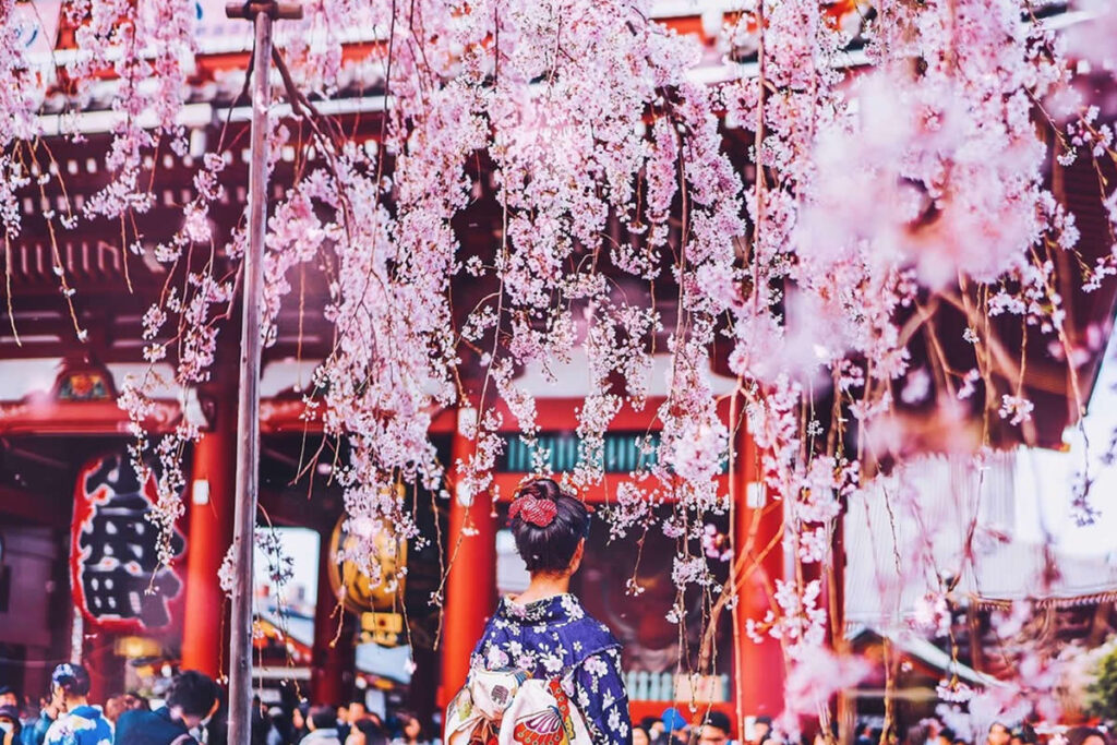 Japan Enchanting Cherry Blossom Photos