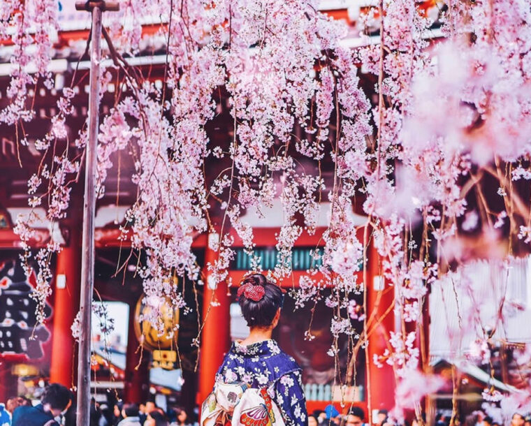 25 Enchanting Cherry Blossom Photos That Capture Japan’s Pink Fairy Tale Magic