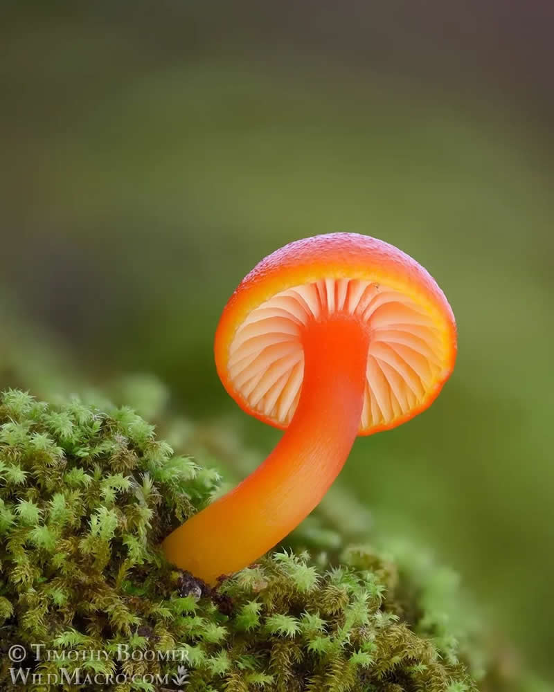 Magical Macro Photos of Fungi by Timothy Boomer