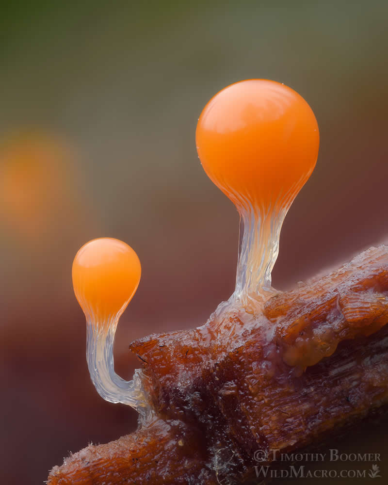 Magical Macro Photos of Fungi by Timothy Boomer