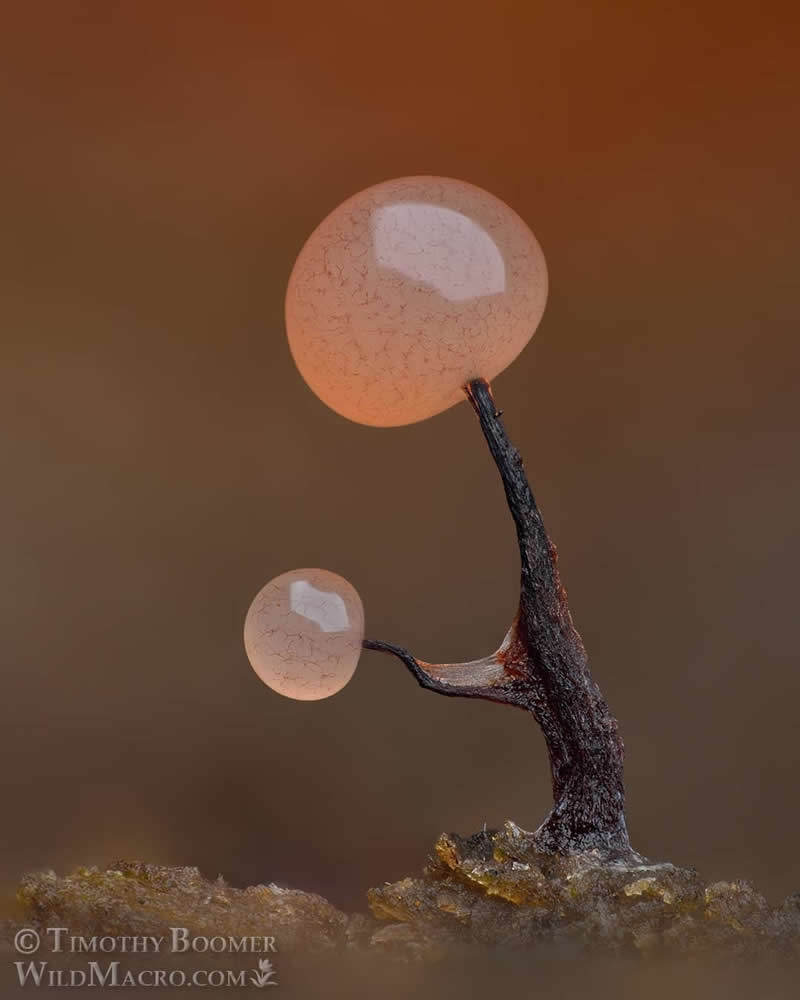 Magical Macro Photos of Fungi by Timothy Boomer