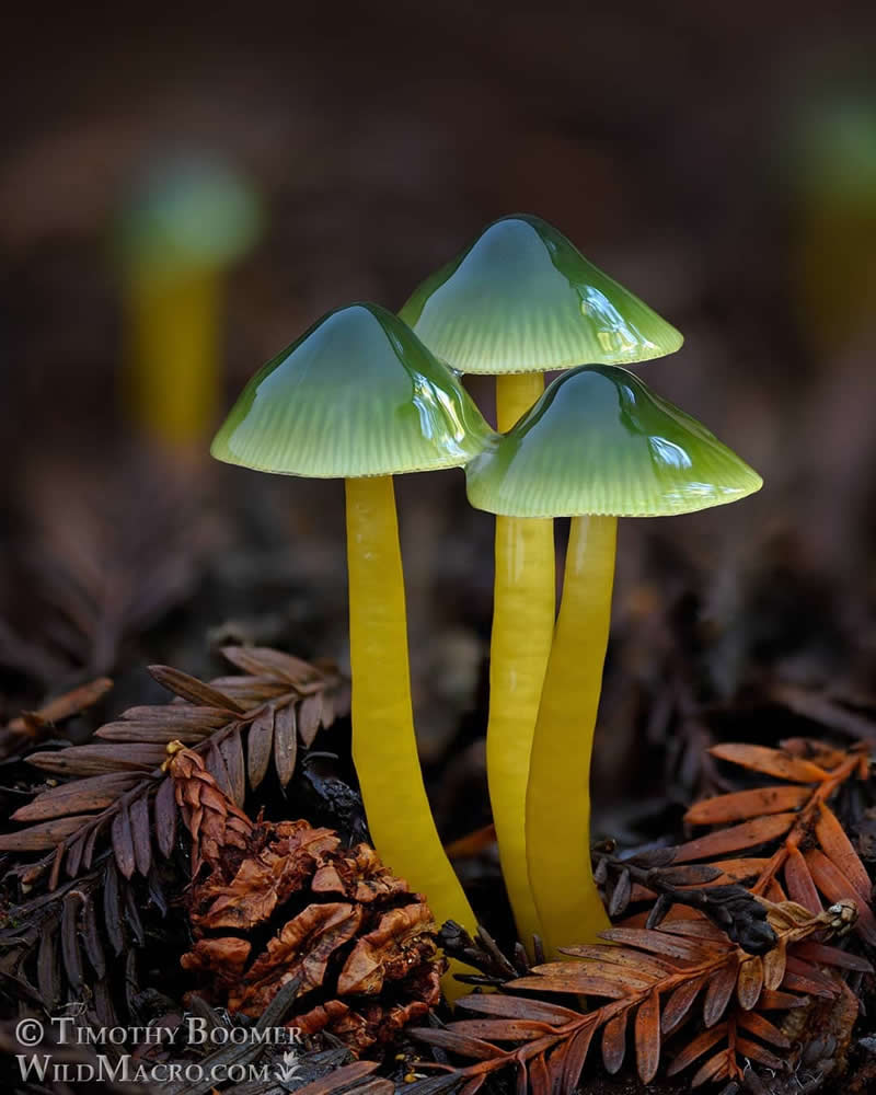 Magical Macro Photos of Fungi by Timothy Boomer