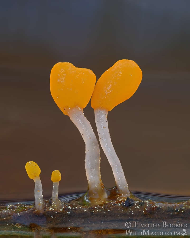 Magical Macro Photos of Fungi by Timothy Boomer