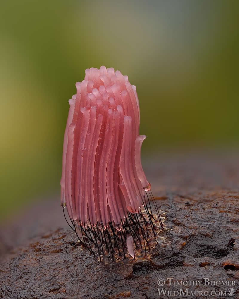 Magical Macro Photos of Fungi by Timothy Boomer