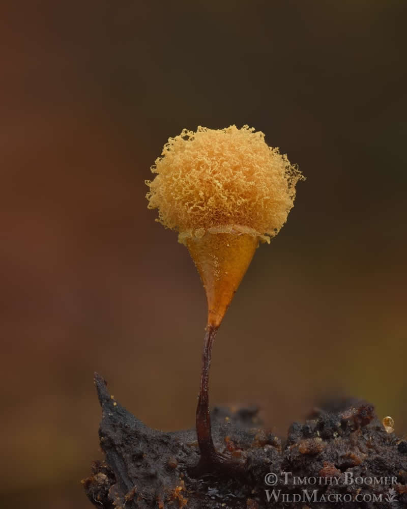 Magical Macro Photos of Fungi by Timothy Boomer