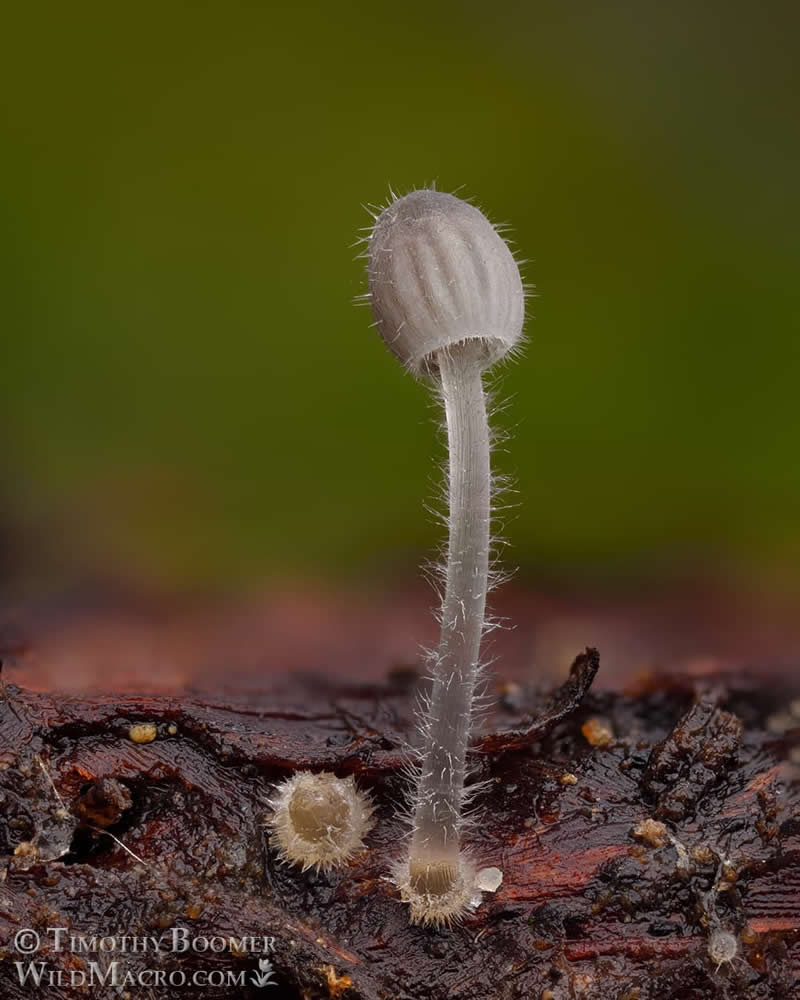 Magical Macro Photos of Fungi by Timothy Boomer