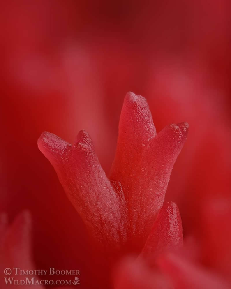 Magical Macro Photos of Fungi by Timothy Boomer