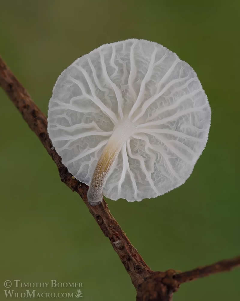 Magical Macro Photos of Fungi by Timothy Boomer