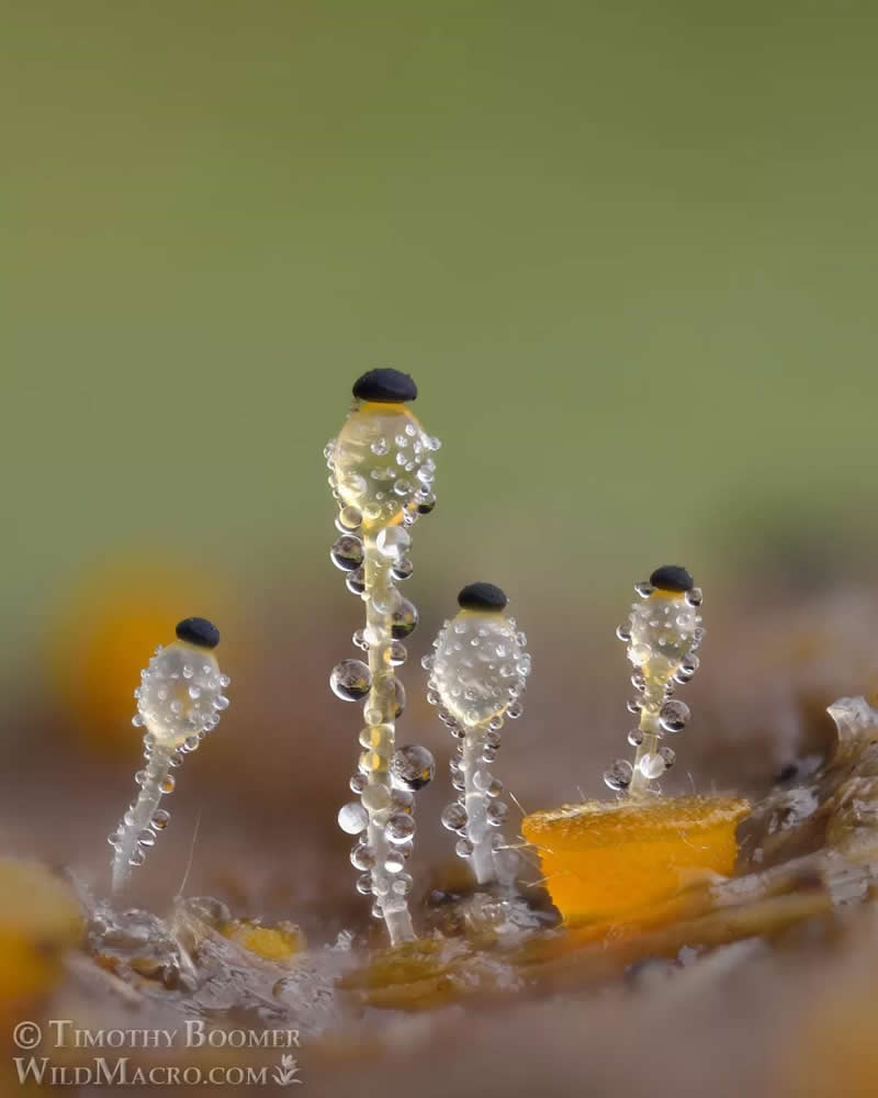 Magical Macro Photos of Fungi by Timothy Boomer