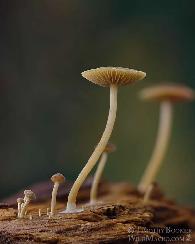 Magical Macro Photos of Fungi by Timothy Boomer