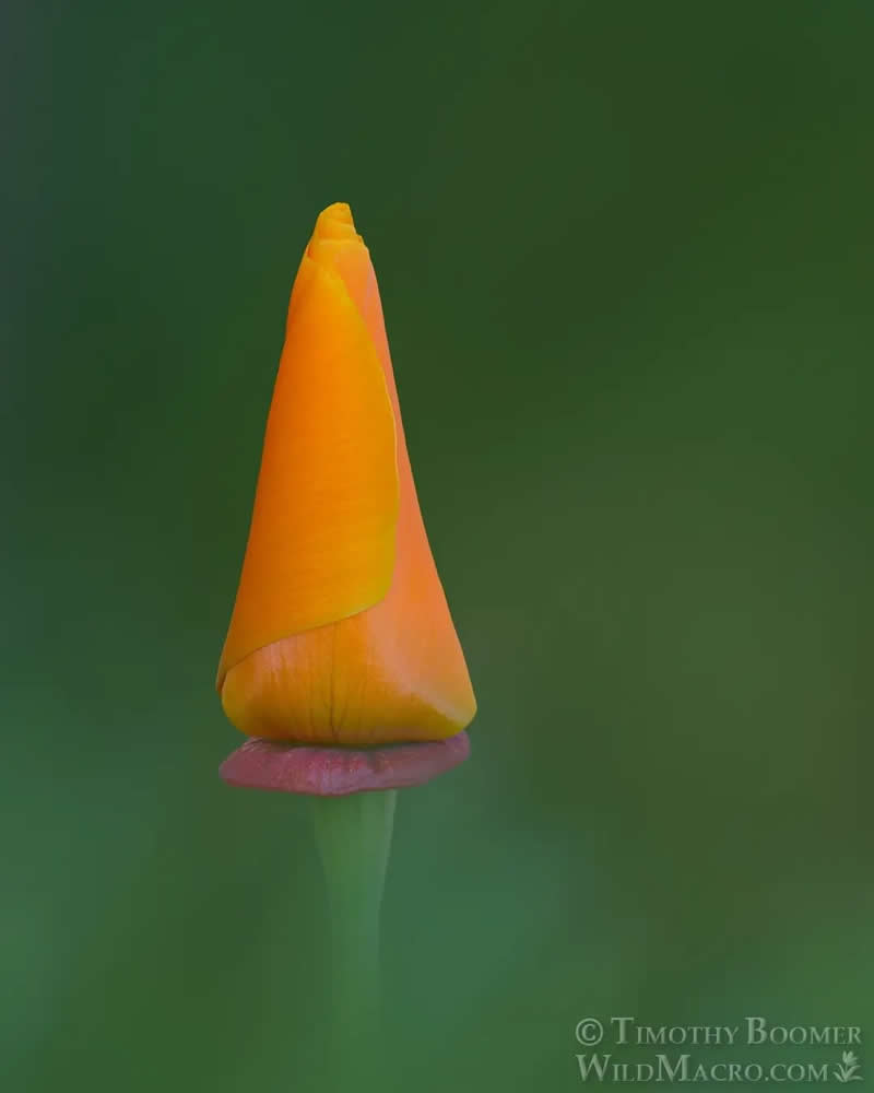 Magical Macro Photos of Fungi by Timothy Boomer