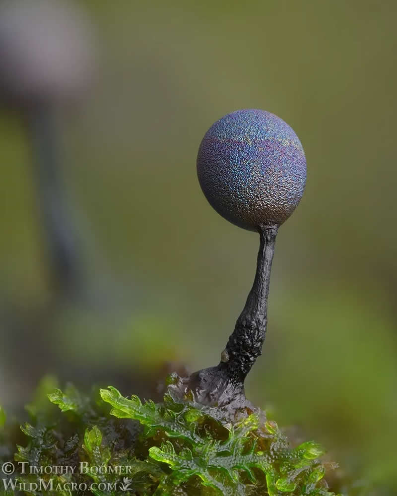 Magical Macro Photos of Fungi by Timothy Boomer