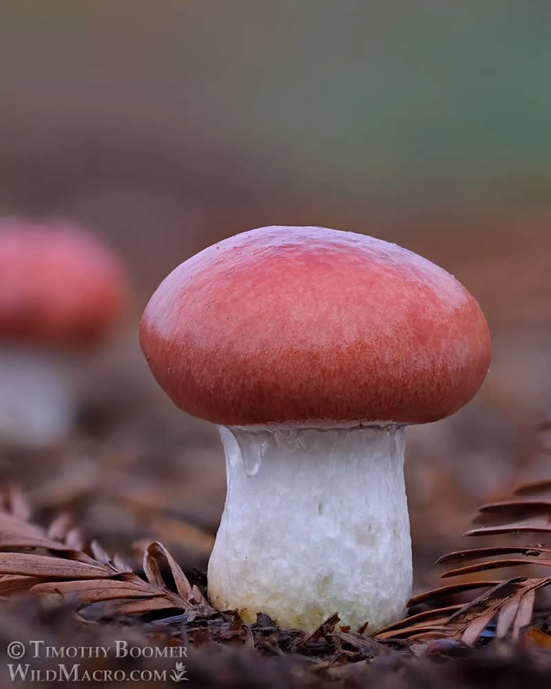 Magical Macro Photos of Fungi by Timothy Boomer