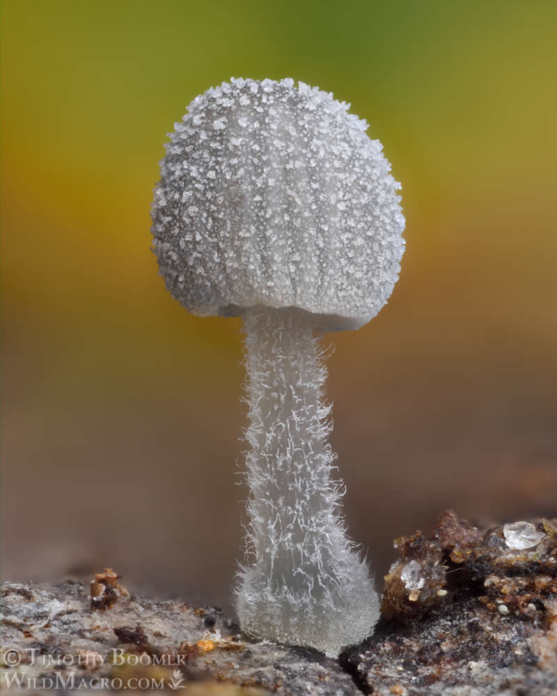 Magical Macro Photos of Fungi by Timothy Boomer