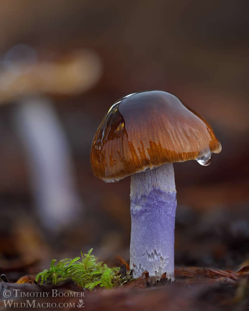 Magical Macro Photos of Fungi by Timothy Boomer