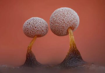 Magical Macro Photos of Fungi by Timothy Boomer