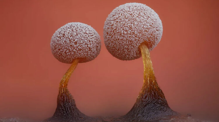 Magical Macro Photos of Fungi by Timothy Boomer