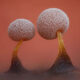 Magical Macro Photos of Fungi by Timothy Boomer