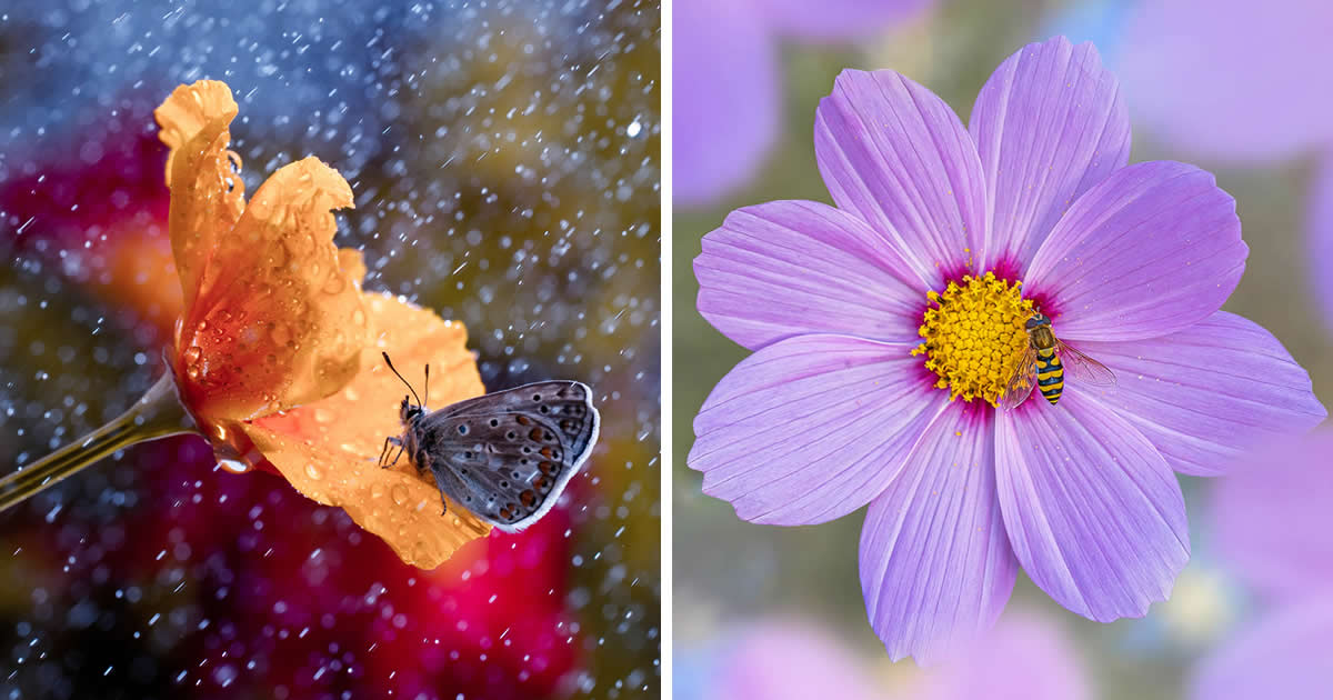 30 Beautiful Macro Shots Revealing the Enchanting Beauty of Insects and ...