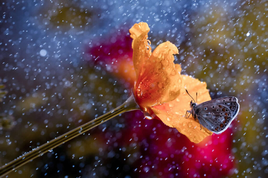 Macro Shots Revealing the Enchanting Beauty of Insects and Flowers