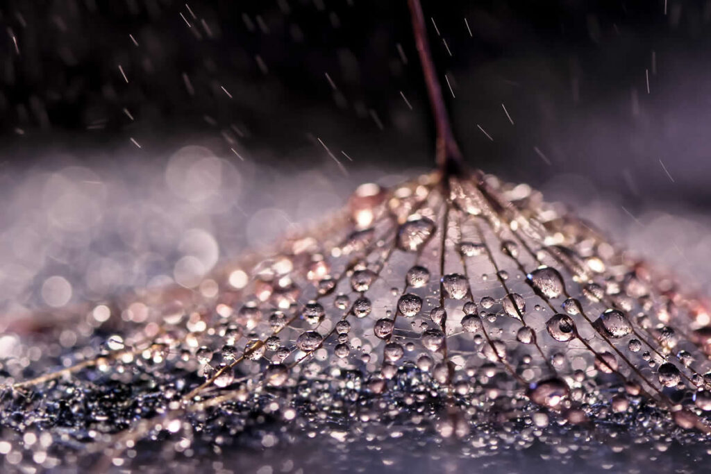 Macro Photos Showcasing the Mesmerizing Beauty of Water Droplets