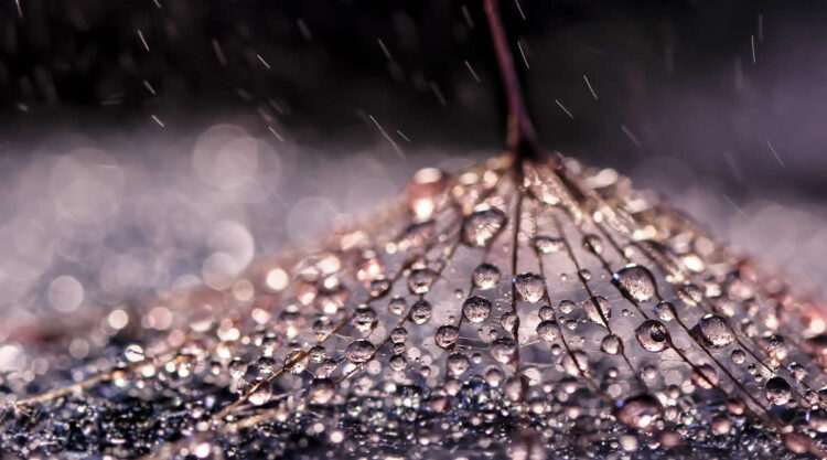 Macro Photos Showcasing the Mesmerizing Beauty of Water Droplets