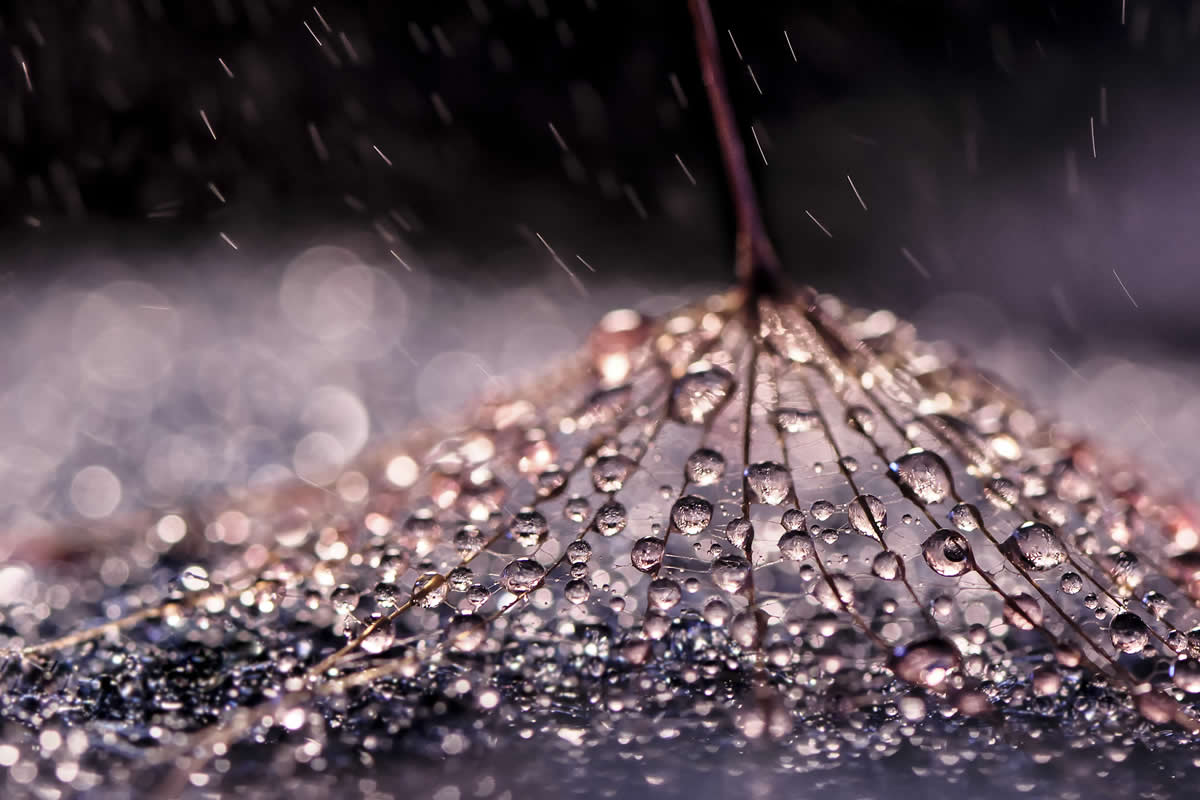 Macro Photos Showcasing the Mesmerizing Beauty of Water Droplets