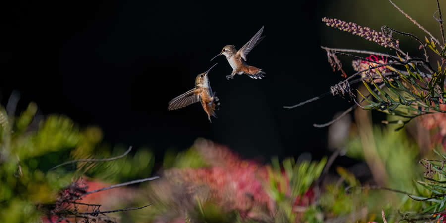 24 Remarkable Winning Photos from the 2025 North American Nature Photography Awards