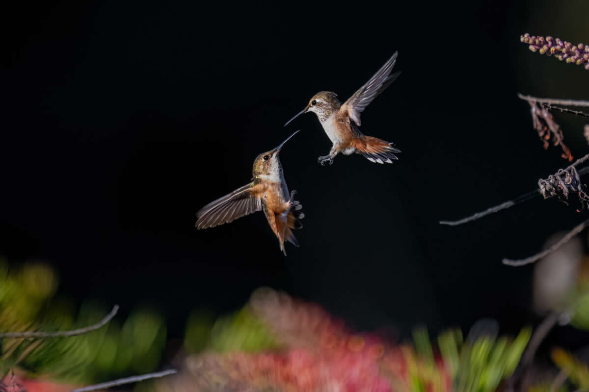 2025 North American Nature Photography Awards