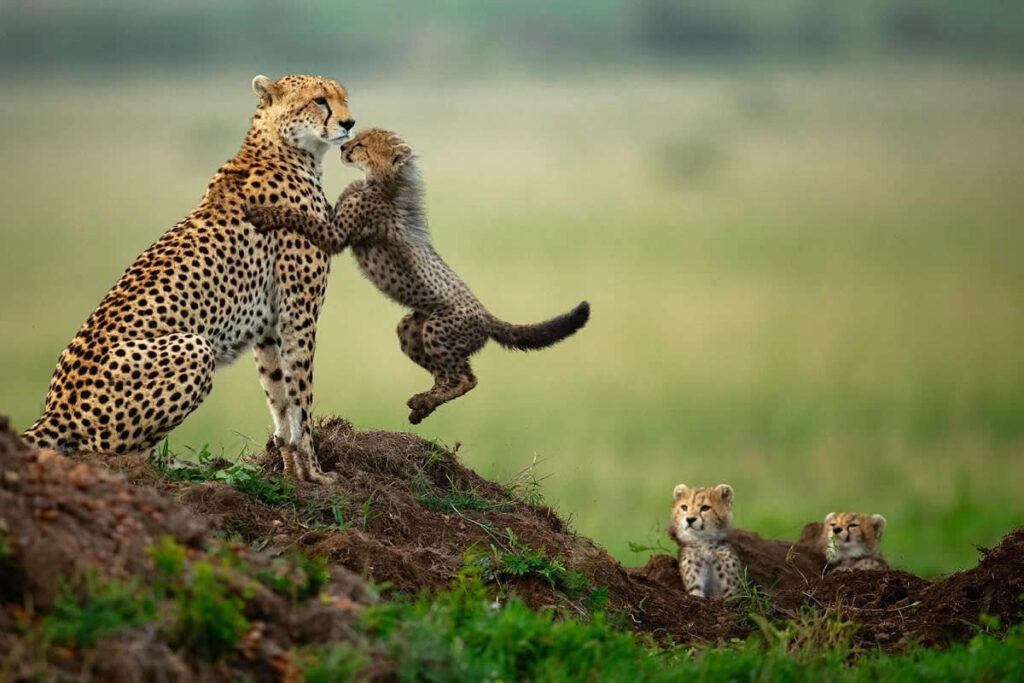 One Eyeland Wildlife Photography Awards Best Photos