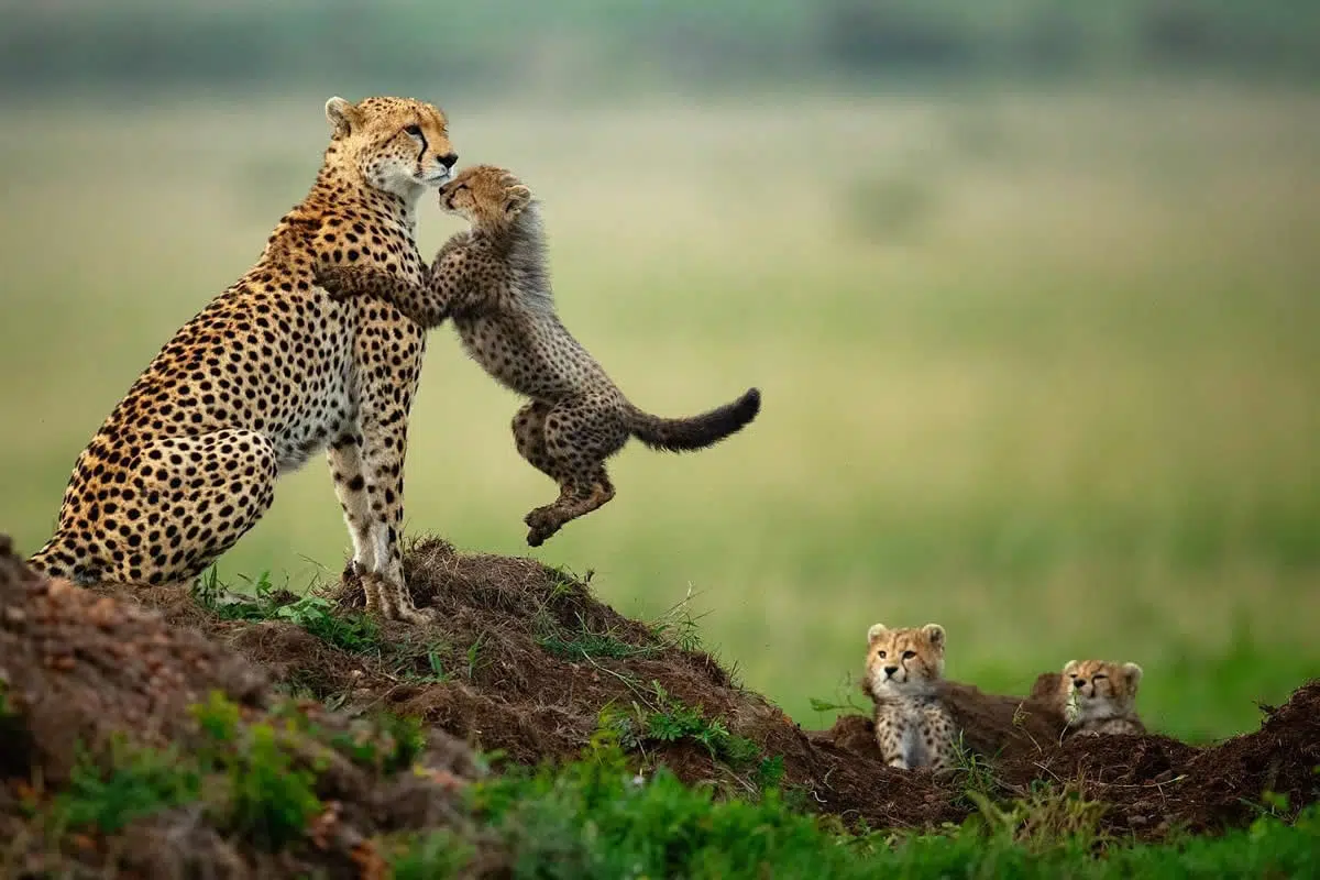 One Eyeland Wildlife Photography Awards Best Photos