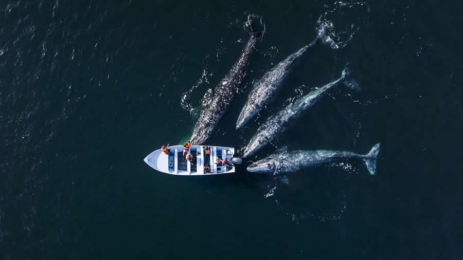 Aerial Refocus International Photographer of the Year Awards