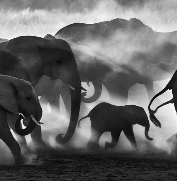 20 Award-Winning Black & White Wildlife Photos from the reFocus Photography Awards