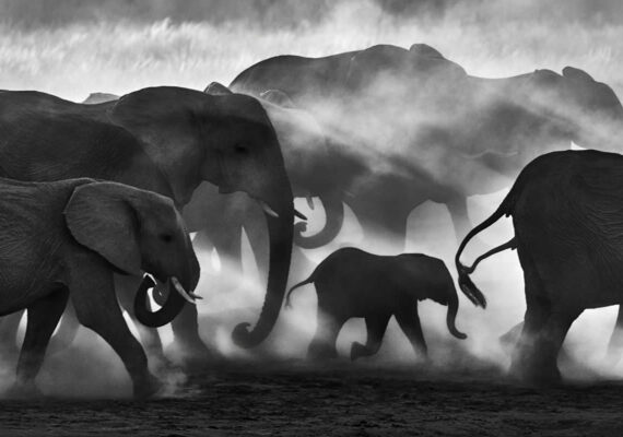 20 Award-Winning Black & White Wildlife Photos from the reFocus Photography Awards