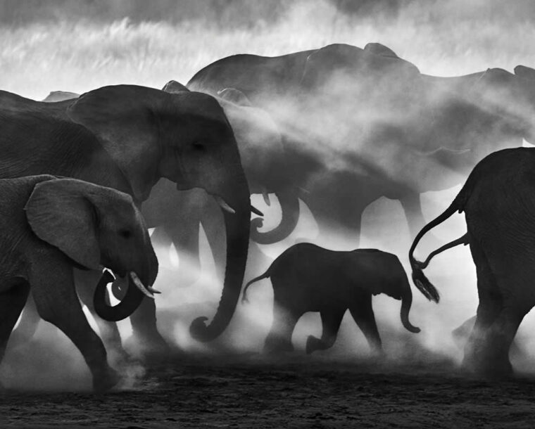 20 Award-Winning Black & White Wildlife Photos from the reFocus Photography Awards