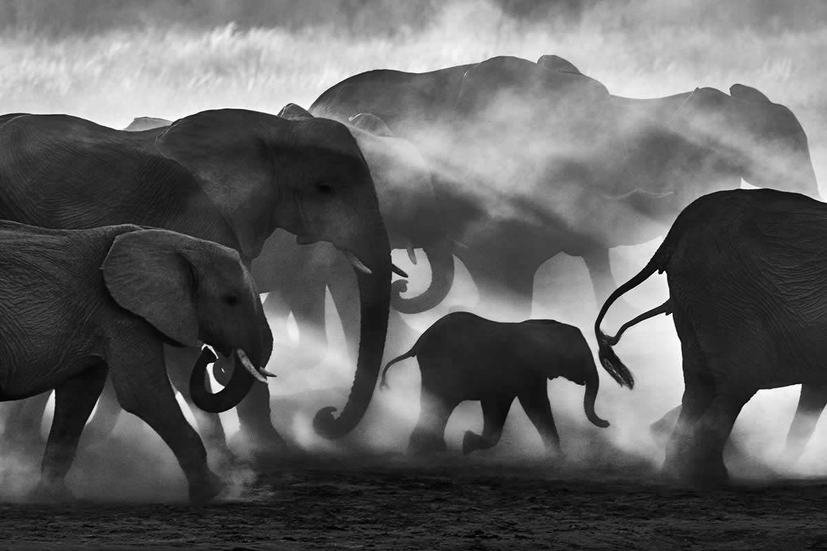 Wildlife Photos from the reFocus 2024 Photography Awards