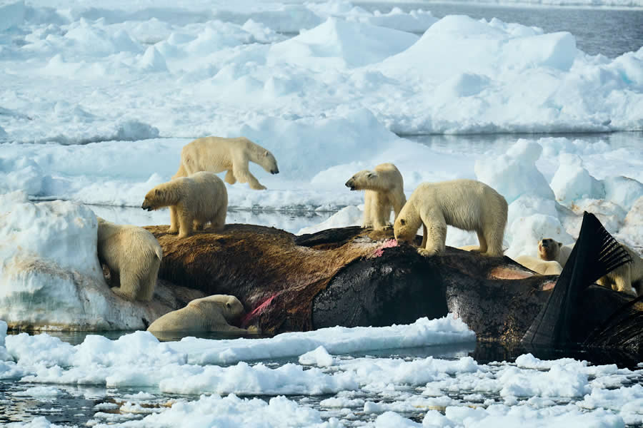 Nature Winning Photos from the 2025 Sony World Photography Open Competition