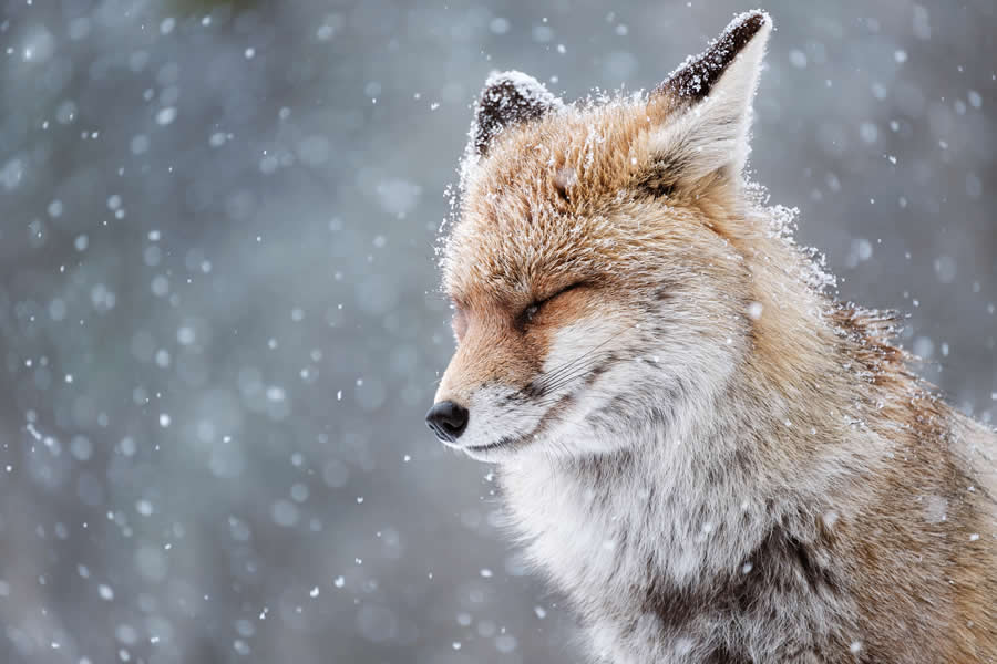 Nature Winning Photos from the 2025 Sony World Photography Open Competition