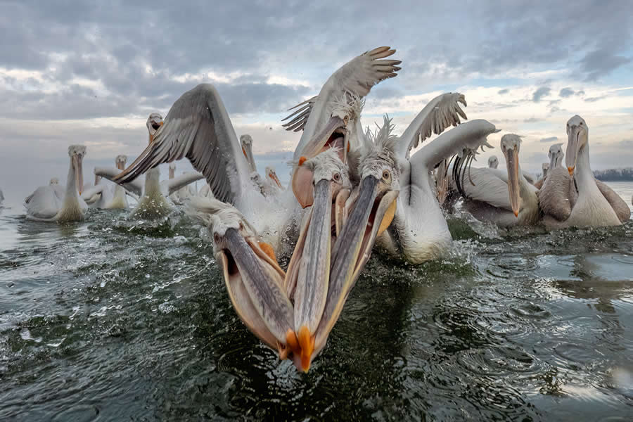 Nature Winning Photos from the 2025 Sony World Photography Open Competition