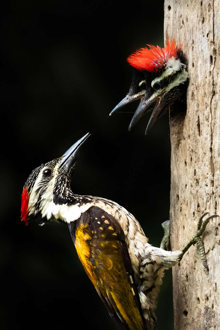 Nature Winning Photos from the 2025 Sony World Photography Open Competition