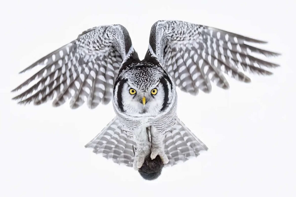 Stunning Bird Photographs by Award-Winning Photographers