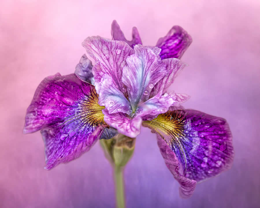 16 Enchanting Winners Showcasing the Beauty of Plants in the Garden Photographer of the Year Awards