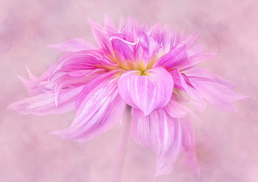 Beauty of Plants in the Garden Photographer of the Year Awards